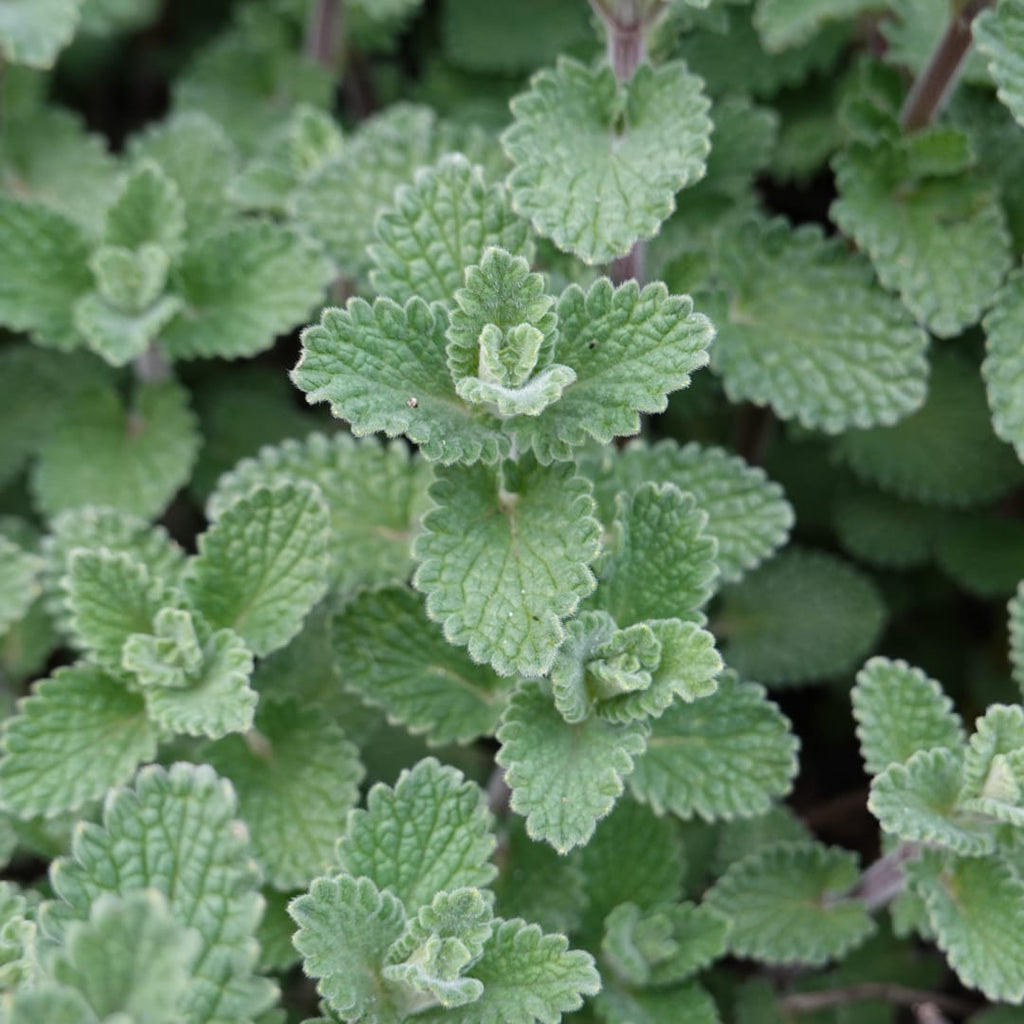 Bergminze Calamintha nepeta – Aromatische Staude für sonnige Beete & Steingarten – Insektenfreundlich & trockenheitsverträglich – Ø9cm