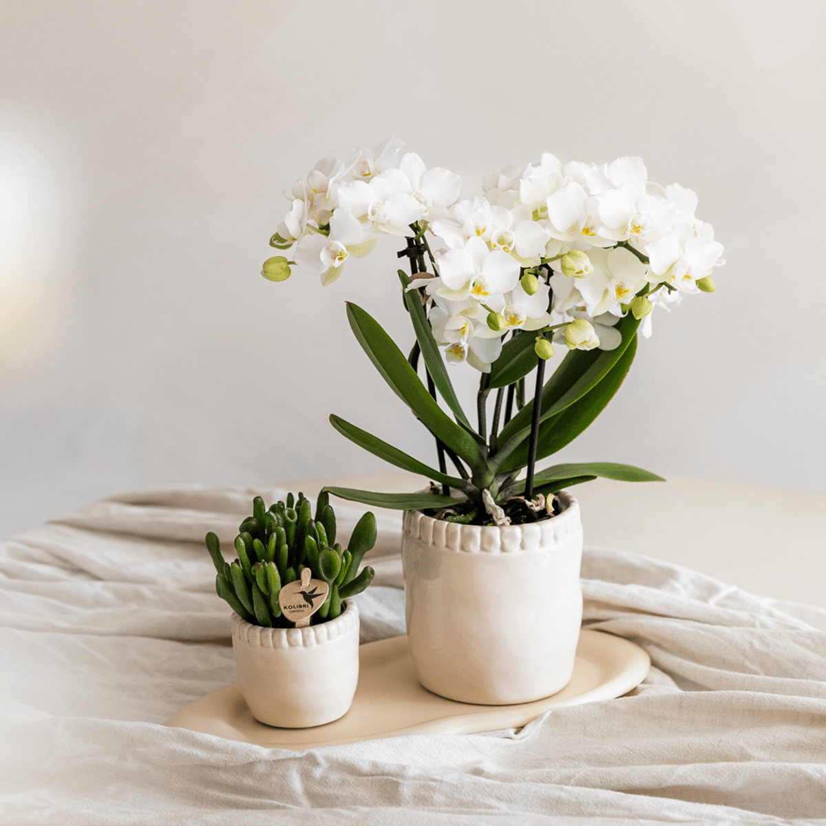 Weiße Phalaenopsis Orchidee – Zürich – Ø9cm – Elegante blühende Zimmerpflanze mit 2-3 kräftigen Trieben – Plant