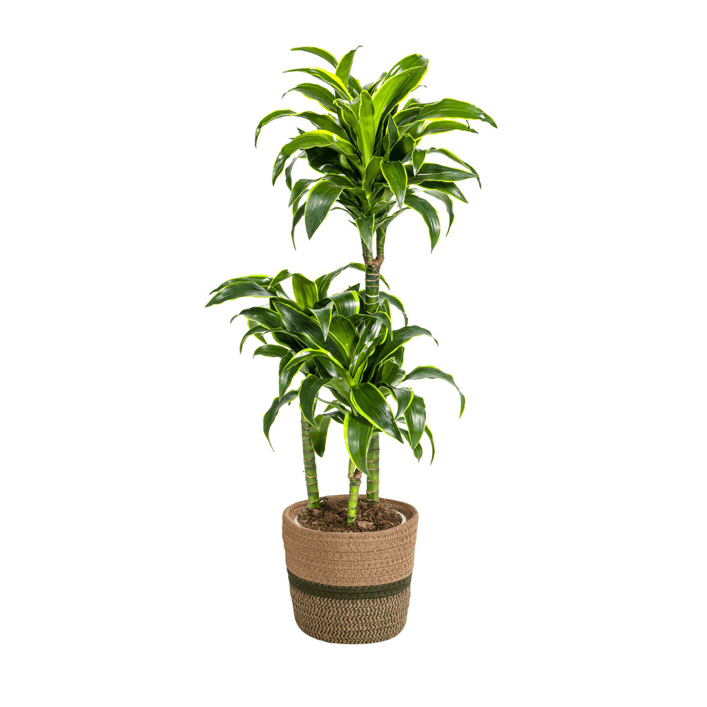 Dracaena Deremensis Dorado inkl. Naturkorb – Höhe 100-120cm – Ø21cm – Pflegeleichte Zimmerpflanze mit glänzenden Blättern – Plant