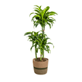 Dracaena Deremensis Dorado inkl. Naturkorb – Höhe 100-120cm – Ø21cm – Pflegeleichte Zimmerpflanze mit glänzenden Blättern – Plant
