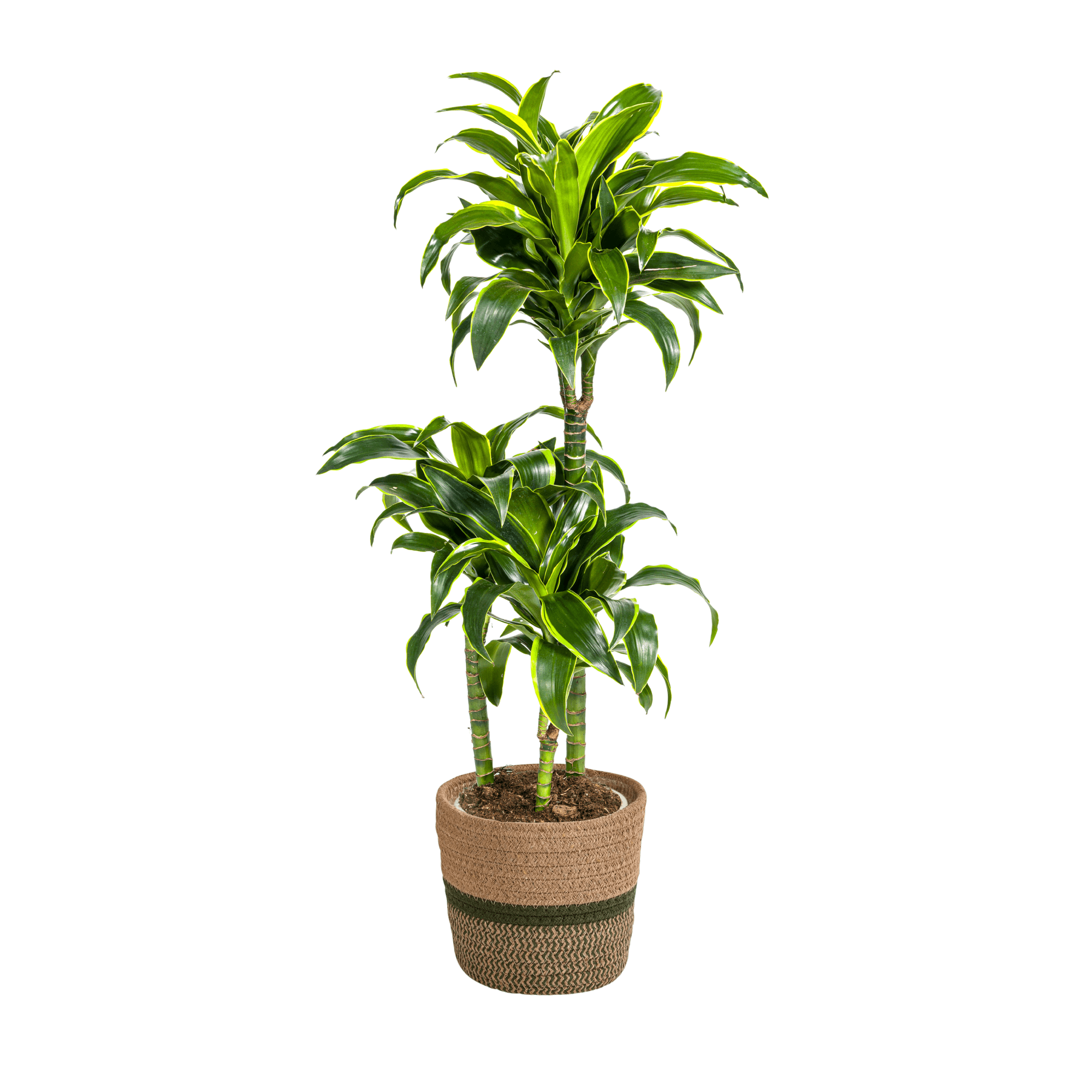 Dracaena Deremensis Dorado inkl. Naturkorb – Höhe 100-120cm – Ø21cm – Pflegeleichte Zimmerpflanze mit glänzenden Blättern – Plant