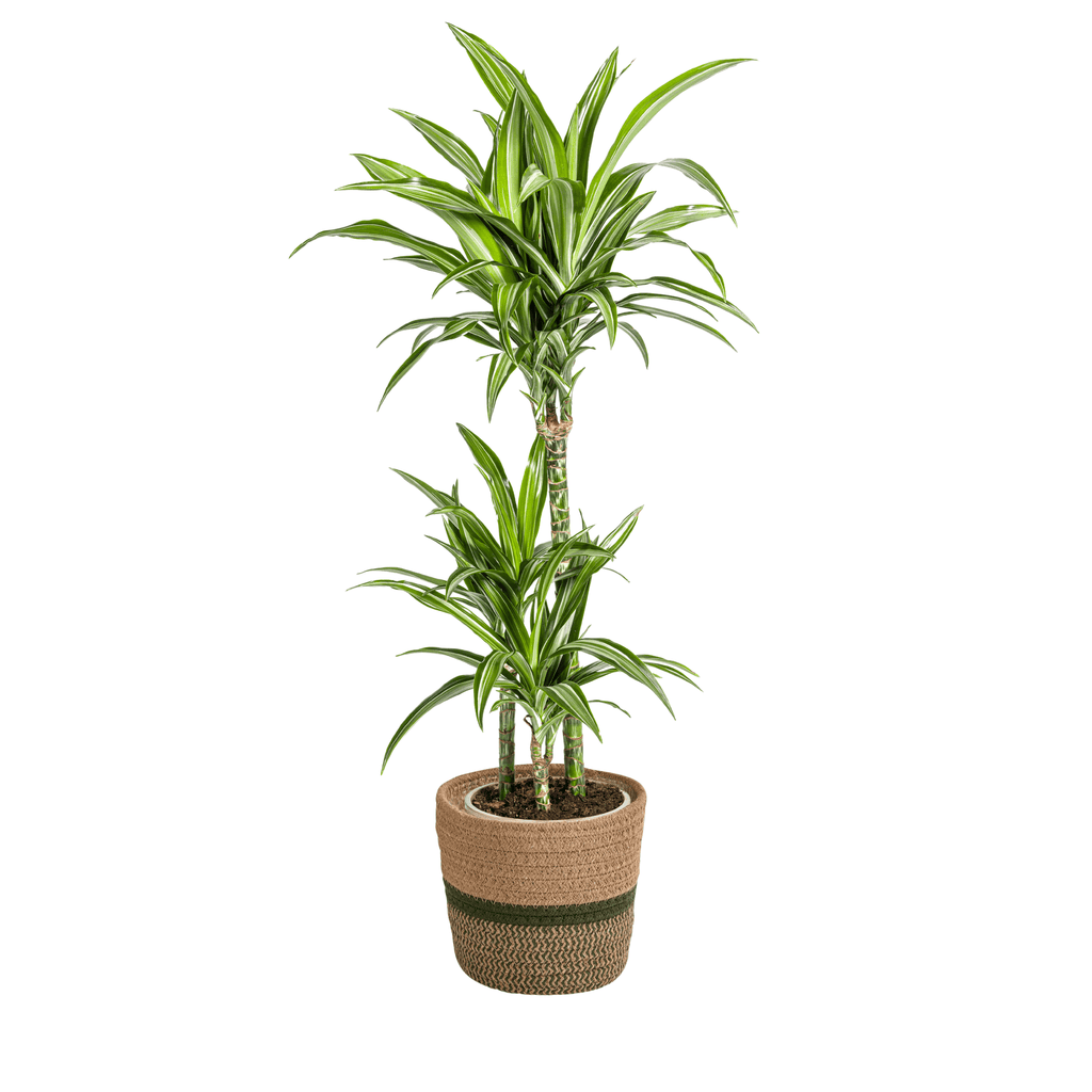 Dracaena Deremensis White Stripe inkl. Naturkorb – Höhe 90-110cm – Ø21cm – Pflegeleichte Zimmerpflanze mit weißen Blatträndern – Plant