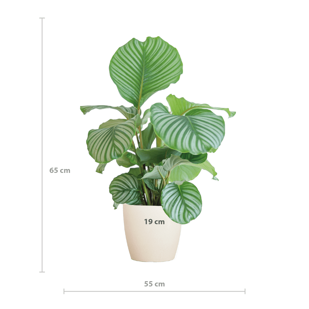Korbmarante Calathea Orbifolia – Zimmerpflanze 65cm – Ø21cm – Luftreinigend – Inklusive biologisch abbaubarem Viber – Topf Weiß – Plant