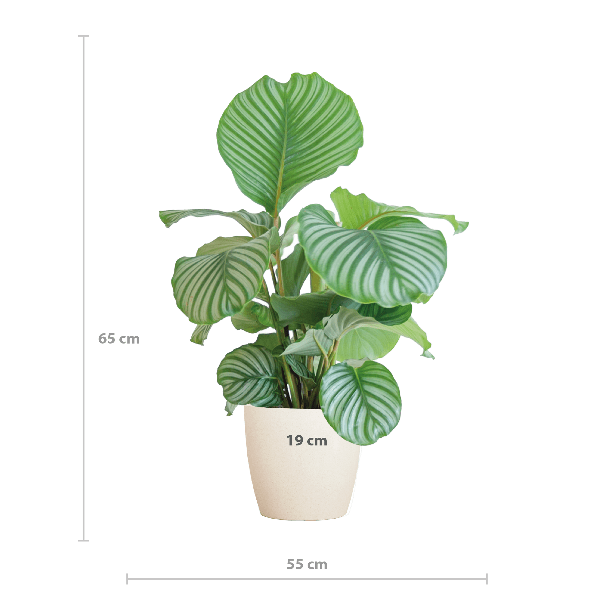 Korbmarante Calathea Orbifolia – Zimmerpflanze 65cm – Ø21cm – Luftreinigend – Inklusive biologisch abbaubarem Viber – Topf Weiß – Plant