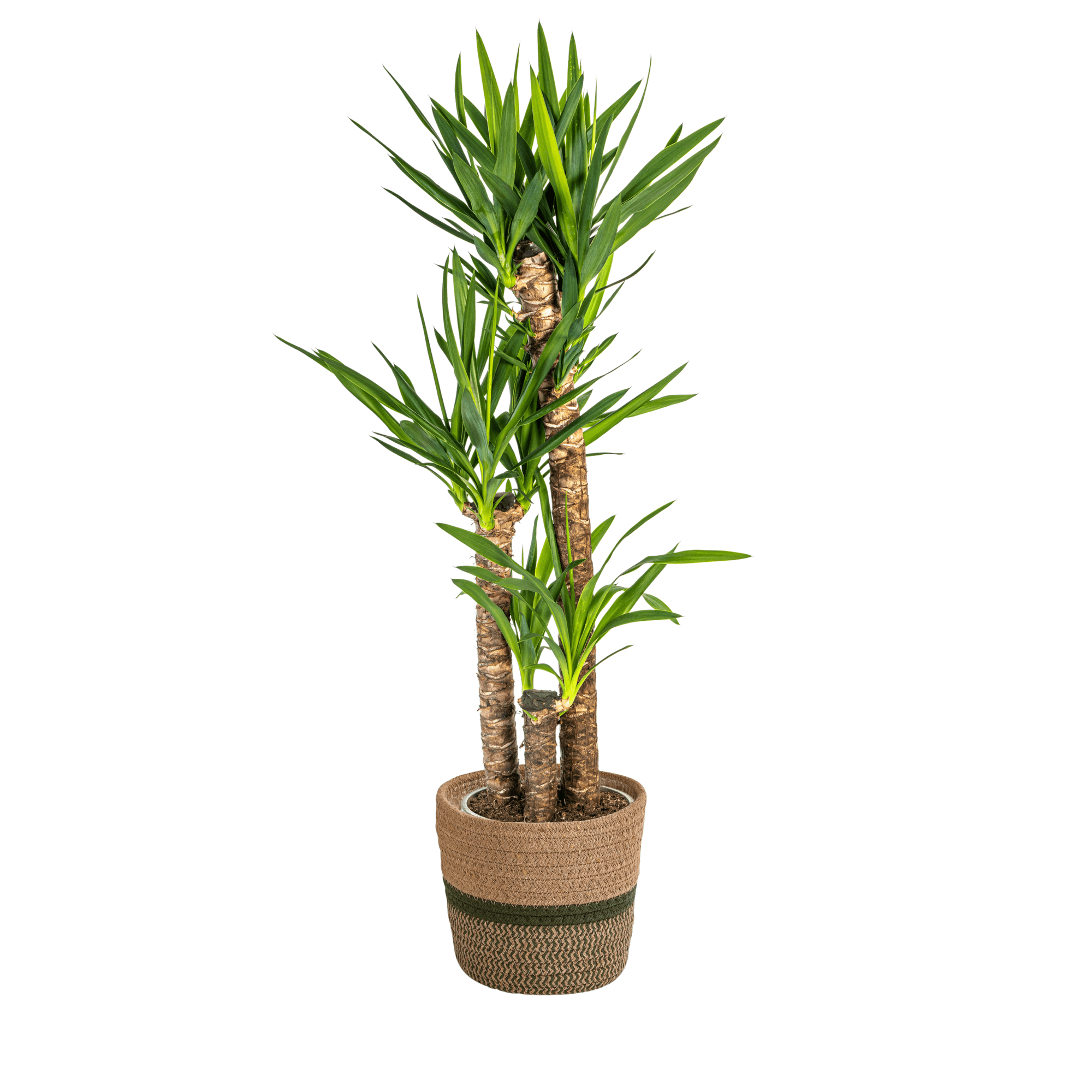Yucca Elephantipes inkl. Naturkorb – Höhe 120-140cm – Ø24cm – Robuste Zimmerpflanze mit markantem Stamm & schwertförmigen Blättern – Plant