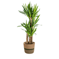 Yucca Elephantipes mit Korb – Höhe 90–110cm – Ø21cm – Palmlilie Zimmerpflanze mit robustem Stamm – Pflegeleichte & luftreinigende Pflanze für Wohnzimmer & Büro – Plant
