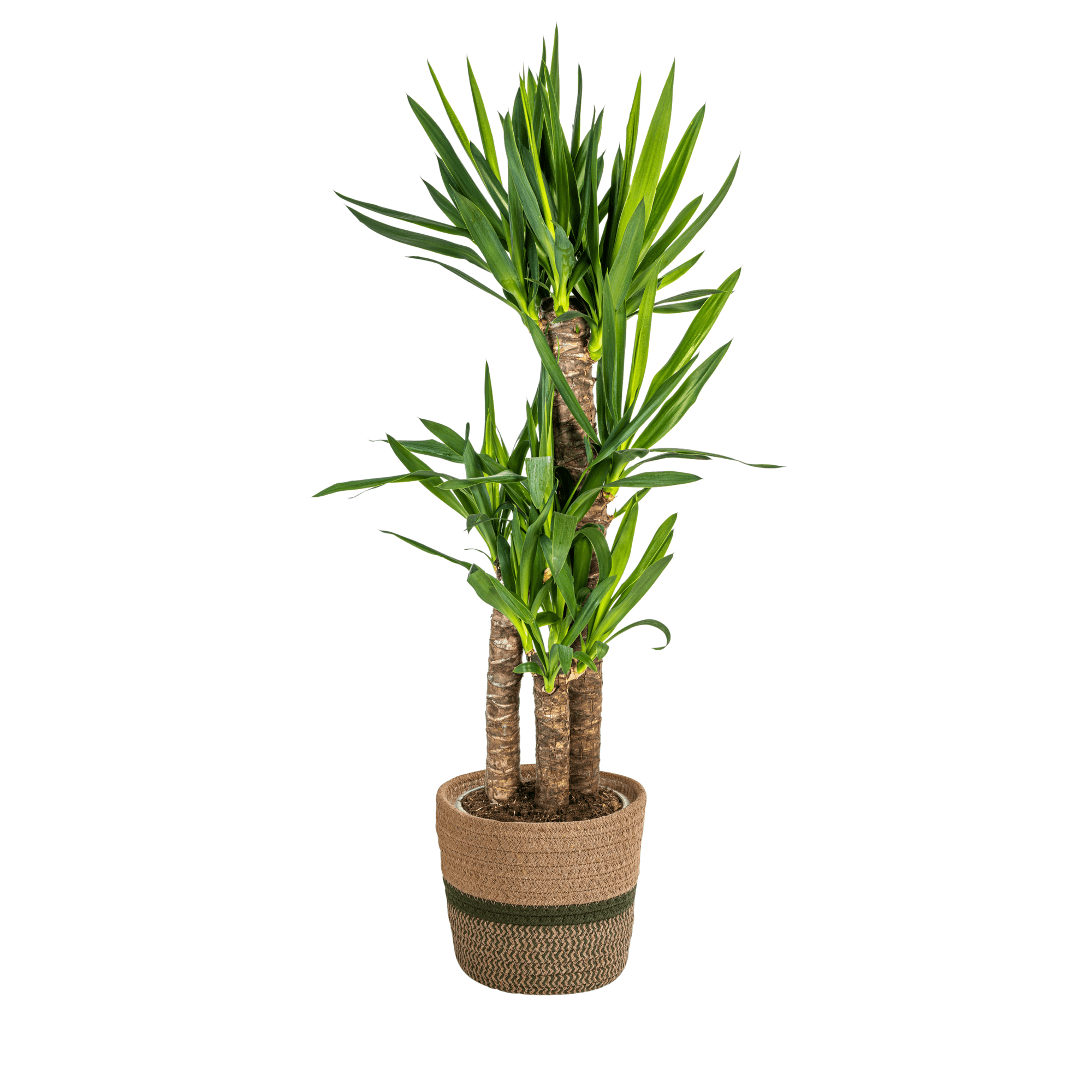 Yucca Elephantipes mit Korb – Höhe 90–110cm – Ø21cm – Palmlilie Zimmerpflanze mit robustem Stamm – Pflegeleichte & luftreinigende Pflanze für Wohnzimmer & Büro – Plant