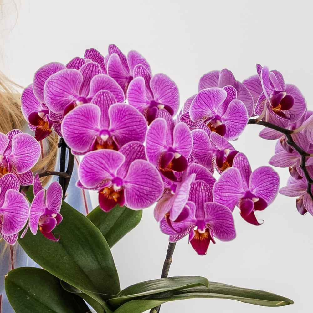 Pflanzenset 3 Pflanzen – violette Vienna Orchidee + 2 Grünpflanzen inkl. Übertöpfe – Töpfe 6cm, 9cm, 12cm – blühende Zimmerpflanze frisch vom Züchter