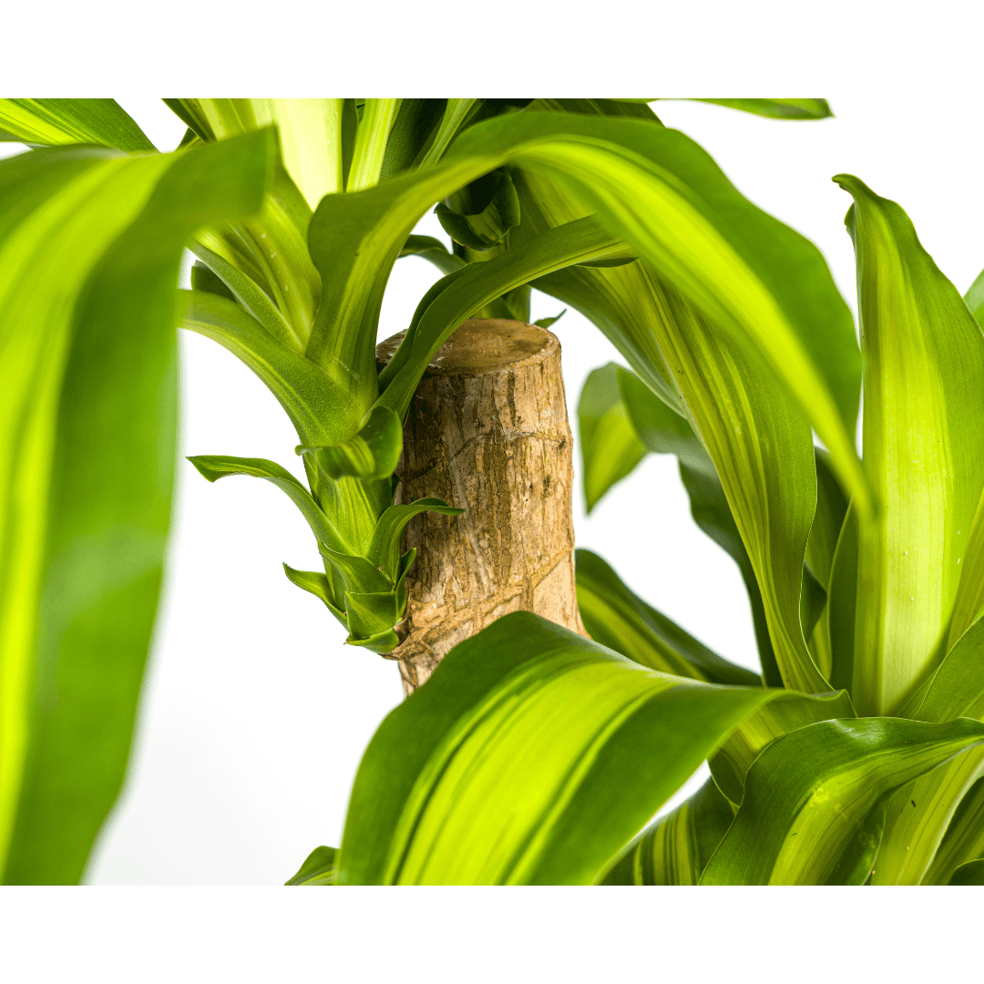 Drachenbaum Dracaena Fragrans Massangeana – Zimmerpflanze – Ø19cm – ↕70-90cm – tropisches Blattwerk – pflegeleicht & robust