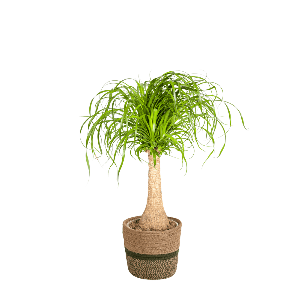 Beaucarnea Recurvata inkl. Naturkorb – Höhe 60-80cm – Ø21cm – Elefantenfuß Zimmerpflanze mit markantem Stamm – Plant