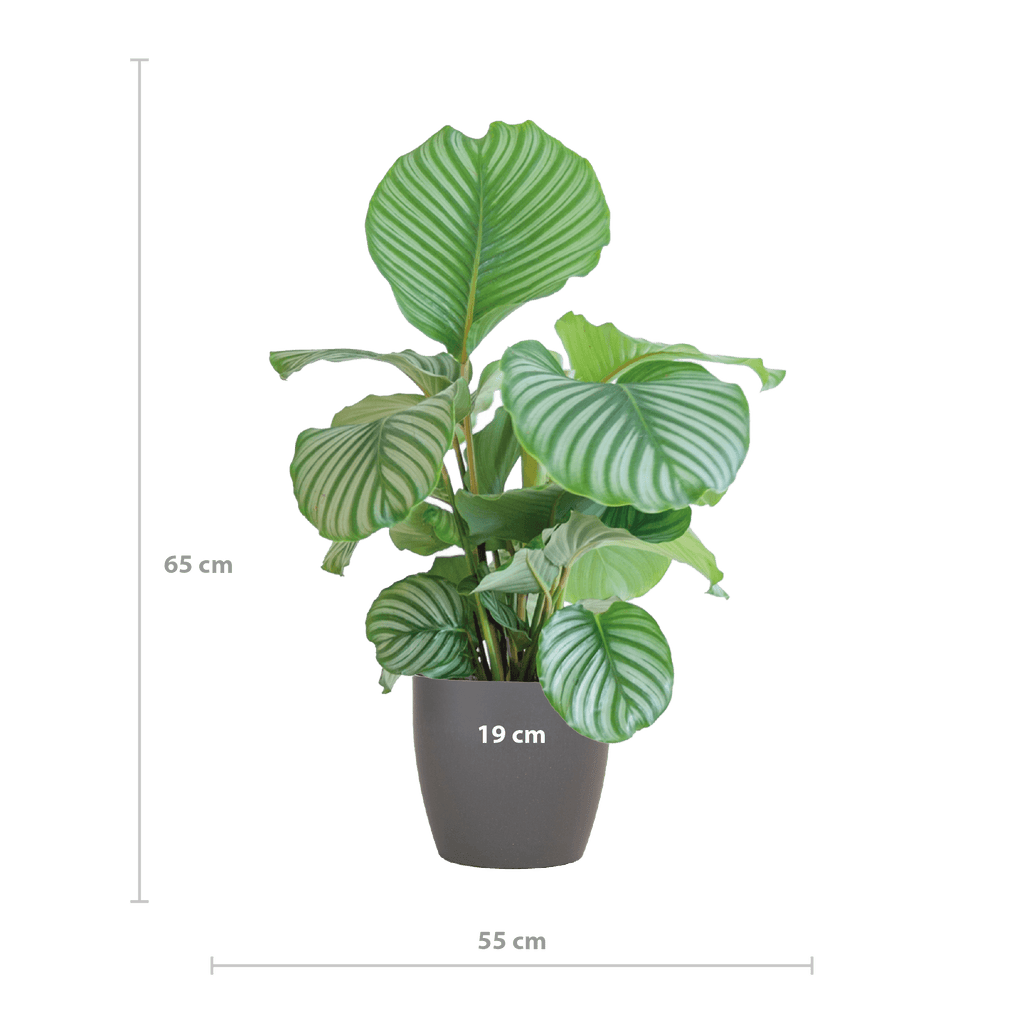 Korbmarante Calathea Orbifolia – Zimmerpflanze 65cm – Ø21cm – Luftreinigend – Inklusive biologisch abbaubarem Viber – Topf Grau – Plant