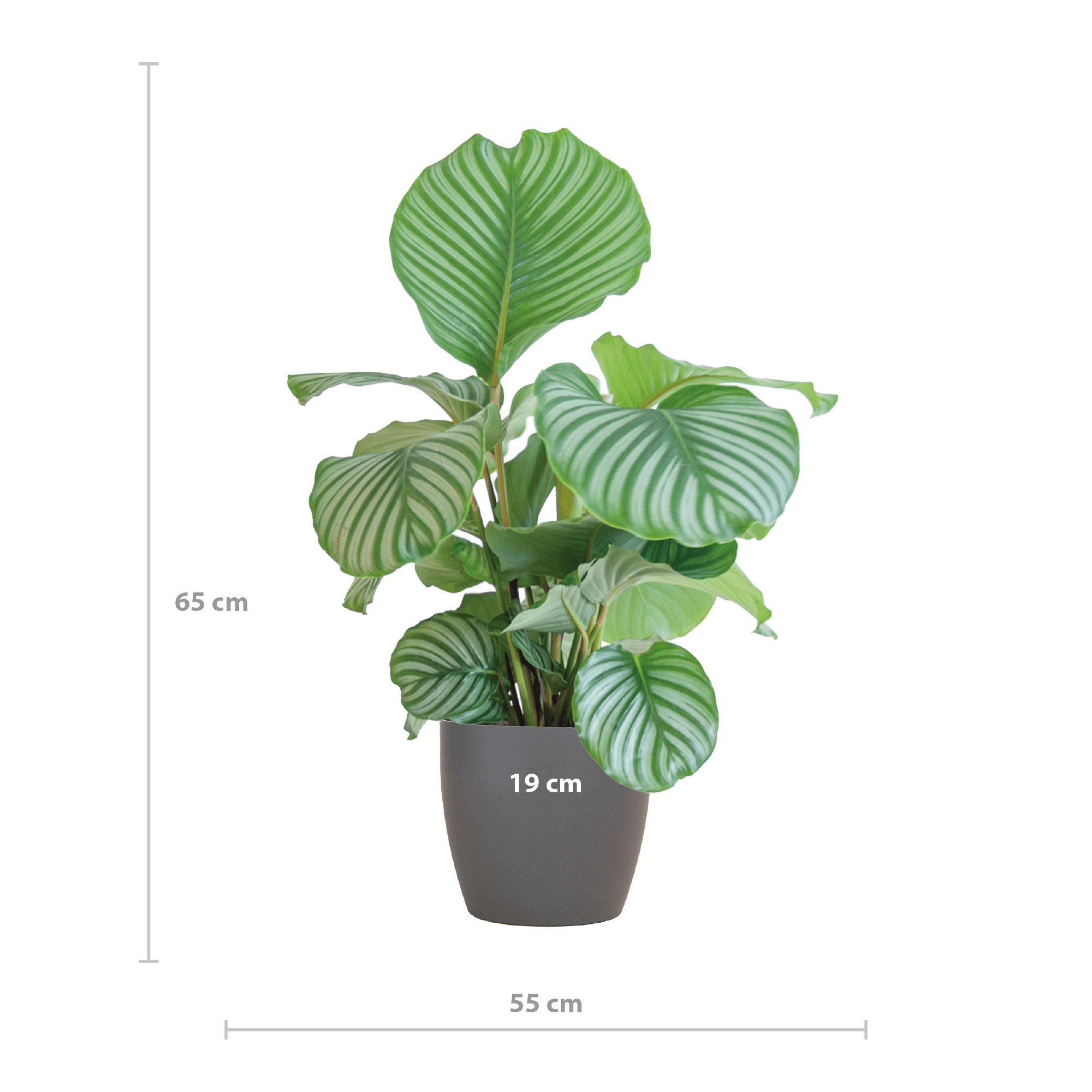 Korbmarante Calathea Orbifolia – Zimmerpflanze 65cm – Ø21cm – Luftreinigend – Inklusive biologisch abbaubarem Viber – Topf Grau – Plant