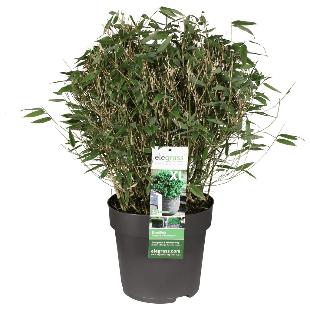Bambus – Fargesia murieliae 'Moontears' Boobux – Ø29cm ↕70cm – Immergrüner Bambus für Hecke, Bodenbedeckung & Kübel – Winterhart & pflegeleicht – Plant