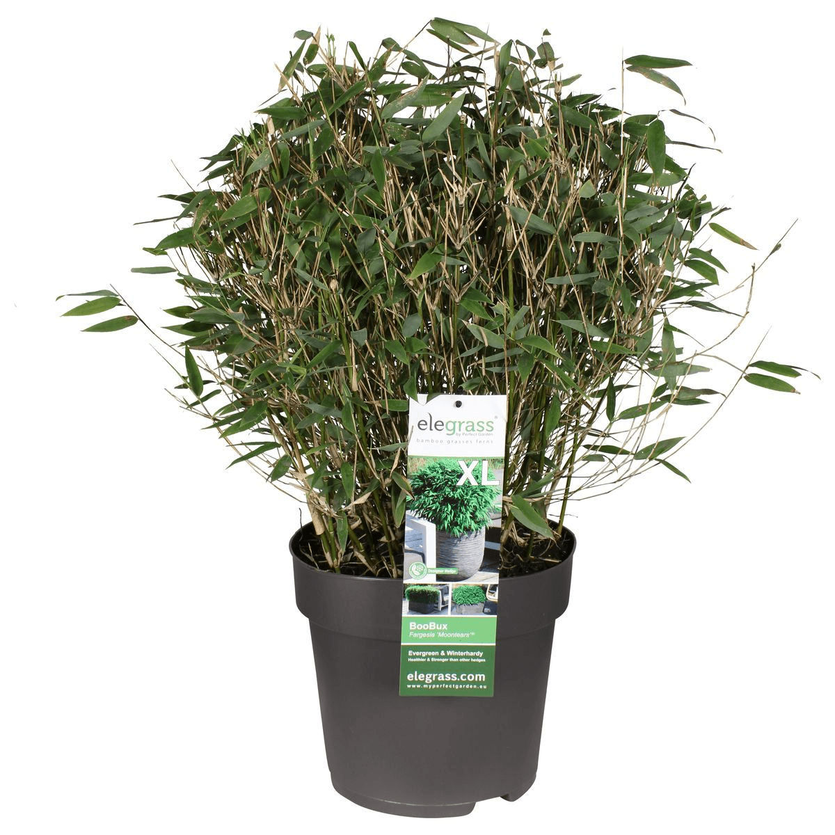 Bambus – Fargesia murieliae 'Moontears' Boobux – Ø29cm ↕70cm – Immergrüner Bambus für Hecke, Bodenbedeckung & Kübel – Winterhart & pflegeleicht – Plant