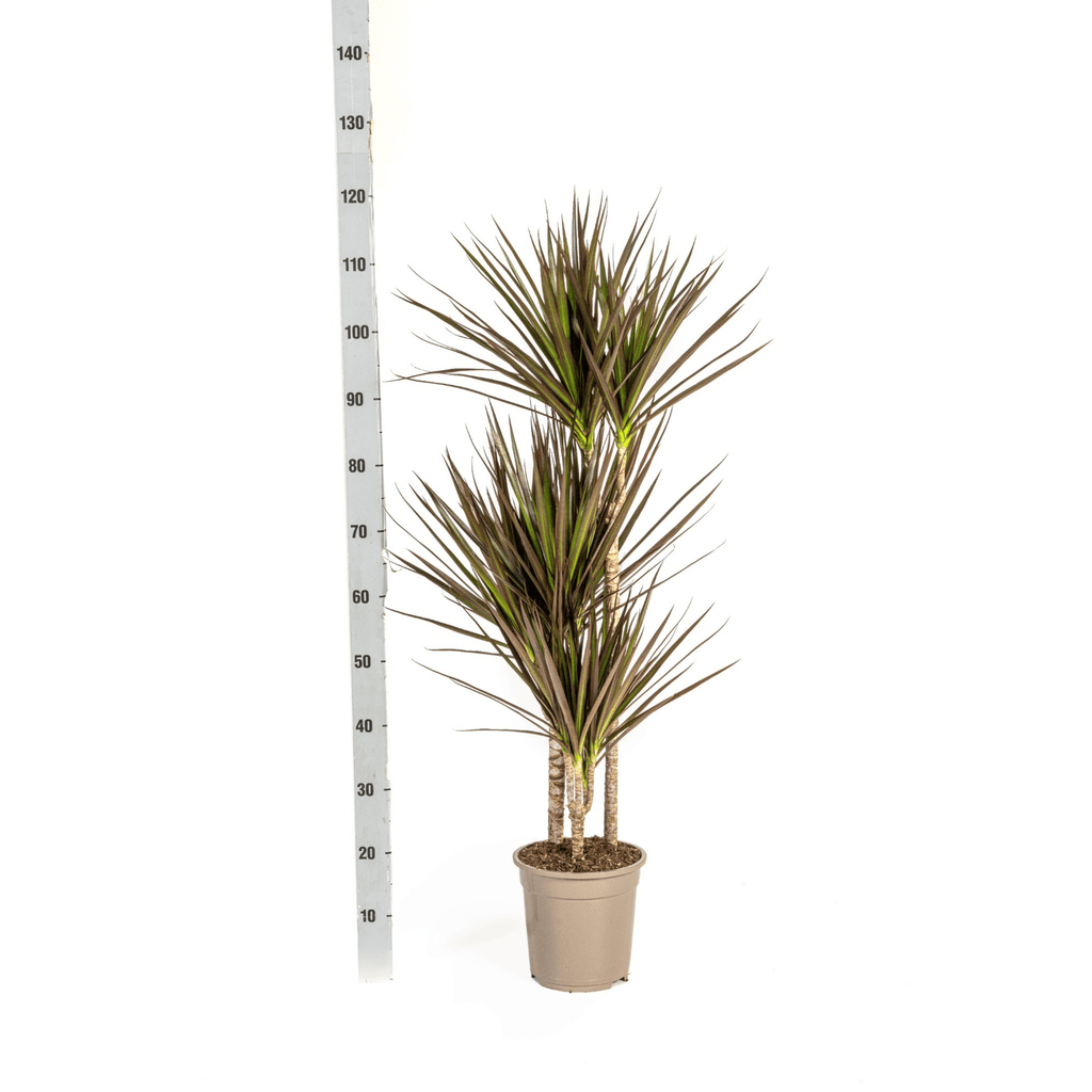 Dracaena Marginata Magenta inkl. Naturkorb – Höhe 110-130cm – Ø21cm – Exotische Zimmerpflanze mit roten Blatträndern – Pflegeleicht & luftreinigend – Plant