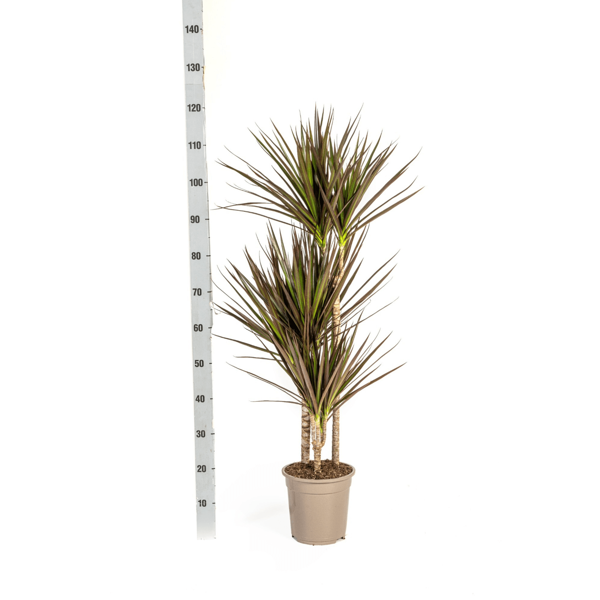 Dracaena Marginata Magenta inkl. Naturkorb – Höhe 110-130cm – Ø21cm – Exotische Zimmerpflanze mit roten Blatträndern – Pflegeleicht & luftreinigend – Plant