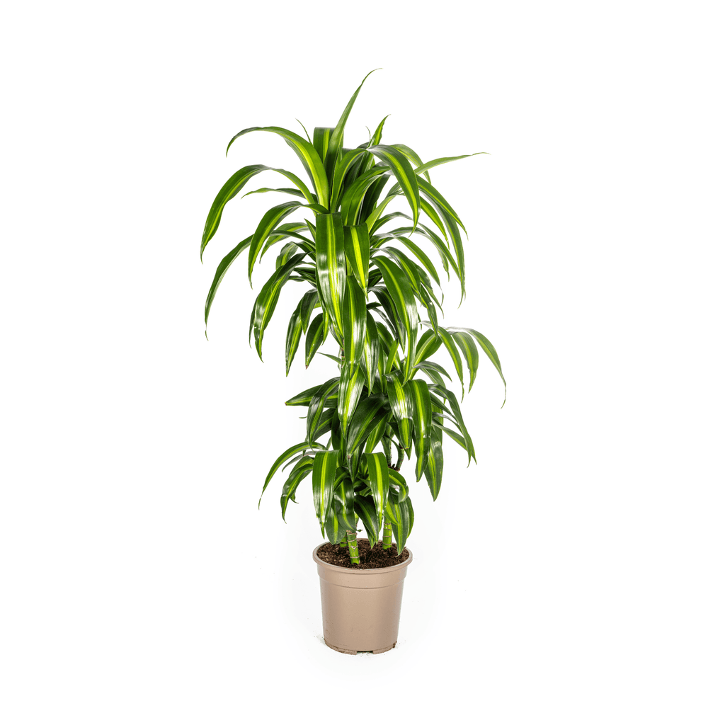 Drachenbaum – Dracaena Deremensis ‘Hawaiian Sunshine’ – Zimmerpflanze – Ø21cm – Höhe 90-110cm – Tropisches Flair mit gelb – grünem Laub – Plant