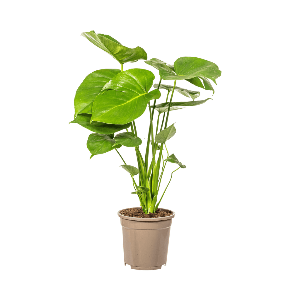 Fensterblatt Monstera Deliciosa Tauerii – Zimmerpflanze – Ø17cm – 50-70cm hoch – üppige, grüne Kletterpflanze – Plant