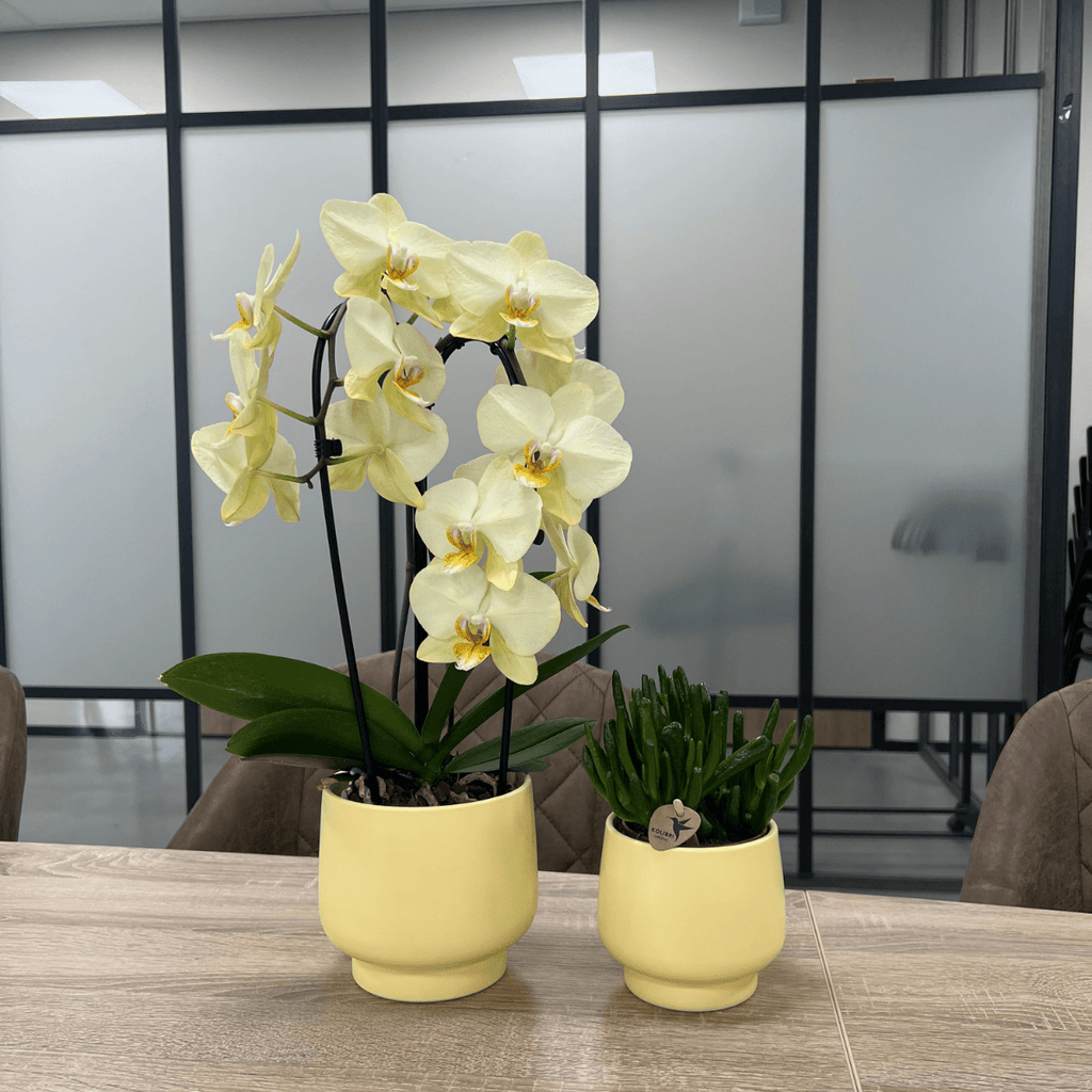 Scandic Blumentopf – Gelb – Ø9cm – Moderner Pflanztopf in Pastellgelb – Dekorativer Übertopf für Zimmerpflanzen, Orchideen & Kräuter – Plant