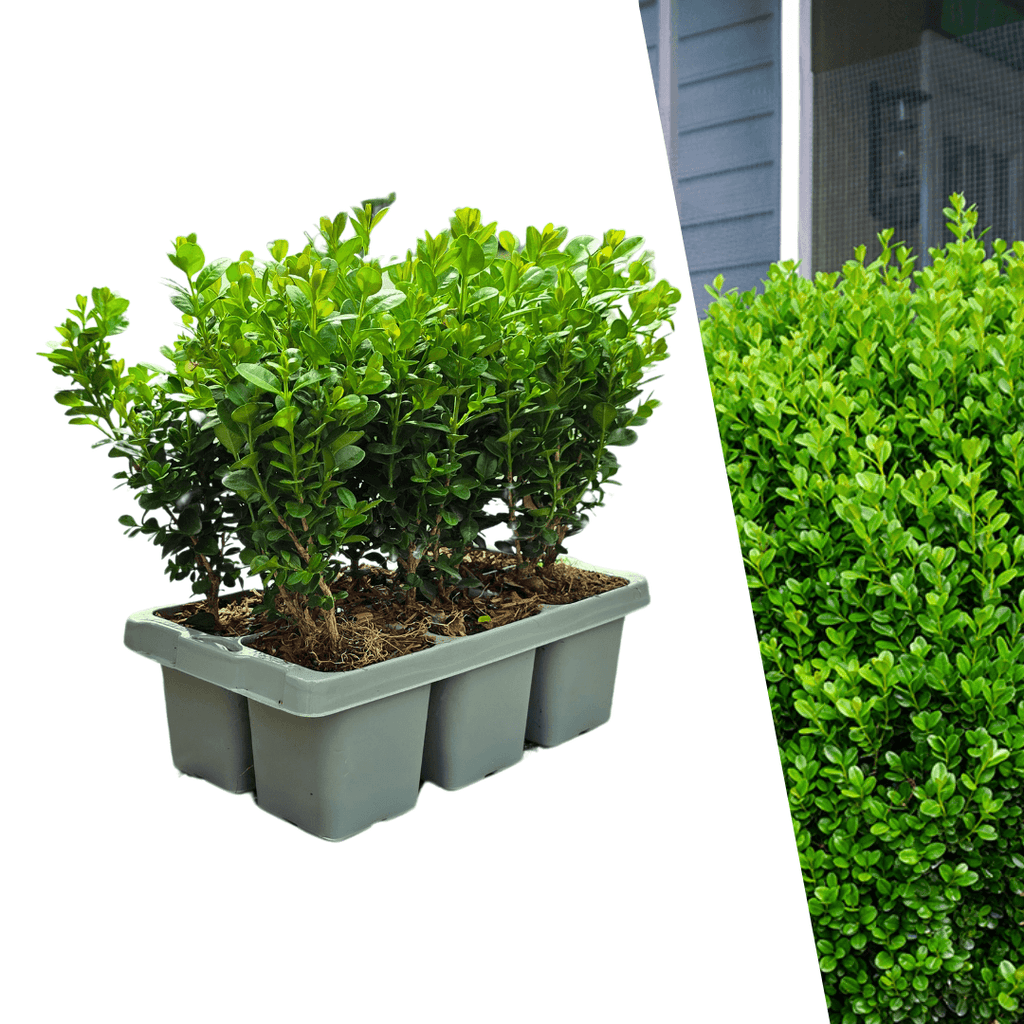 Buchsbaum – Buxus NewGen Freedom – ca. 15cm hoch – Ø7cm – kompakter, winterharter Strauch – resistent gegen Zünsler & Pilzkrankheiten – Plant