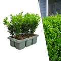 Buchsbaum – Buxus NewGen Freedom – ca. 15cm hoch – Ø7cm – kompakter, winterharter Strauch – resistent gegen Zünsler & Pilzkrankheiten – Plant
