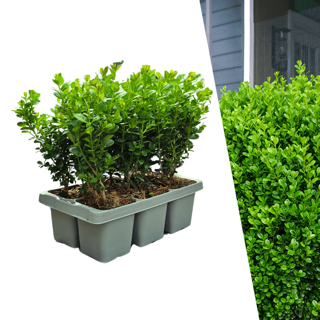 Buchsbaum – Buxus NewGen Freedom – ca. 15cm hoch – Ø7cm – kompakter, winterharter Strauch – resistent gegen Zünsler & Pilzkrankheiten – Plant