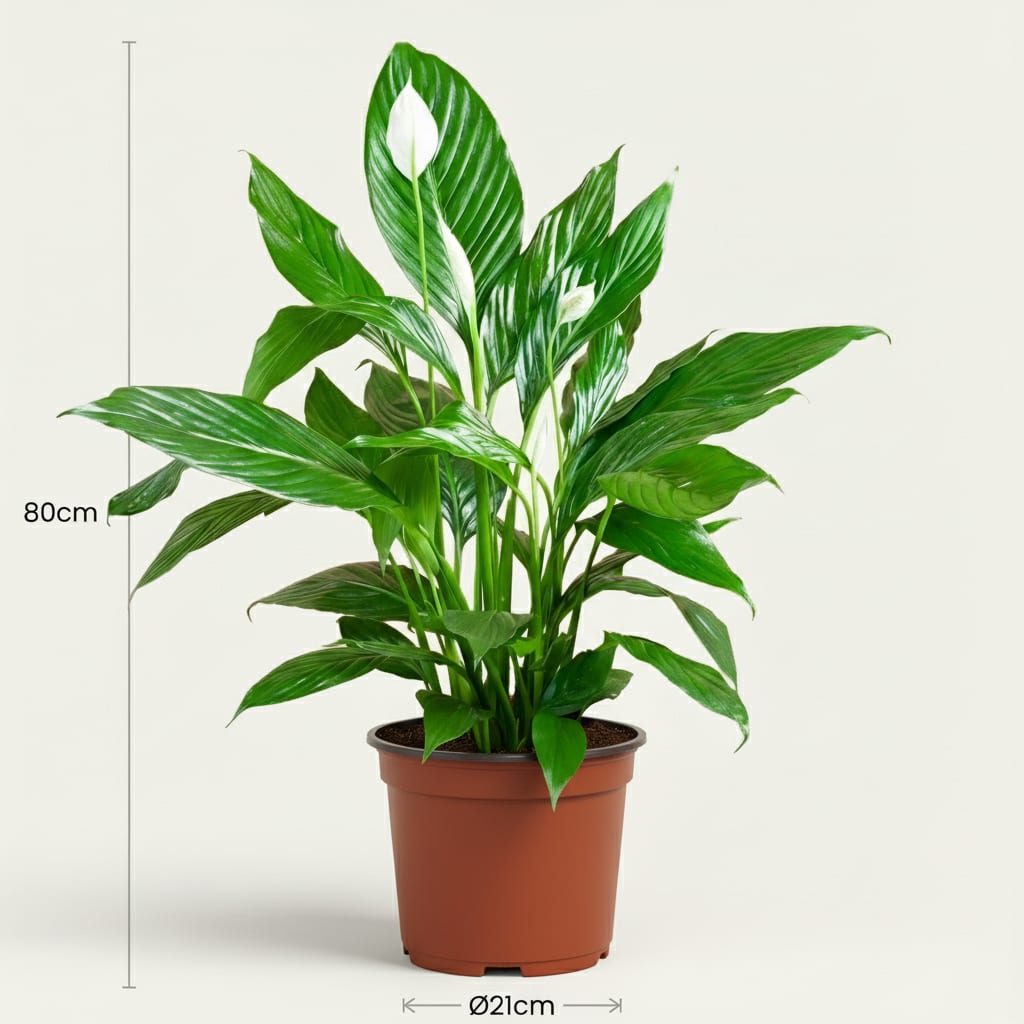 Spathiphyllum Mondblume Zimmerpflanze 70-80cm 19cm Pflegeleichte Grünpflanze mit weißen Blüten für Wohnzimmer Büro & Schlafzimmer – Plant