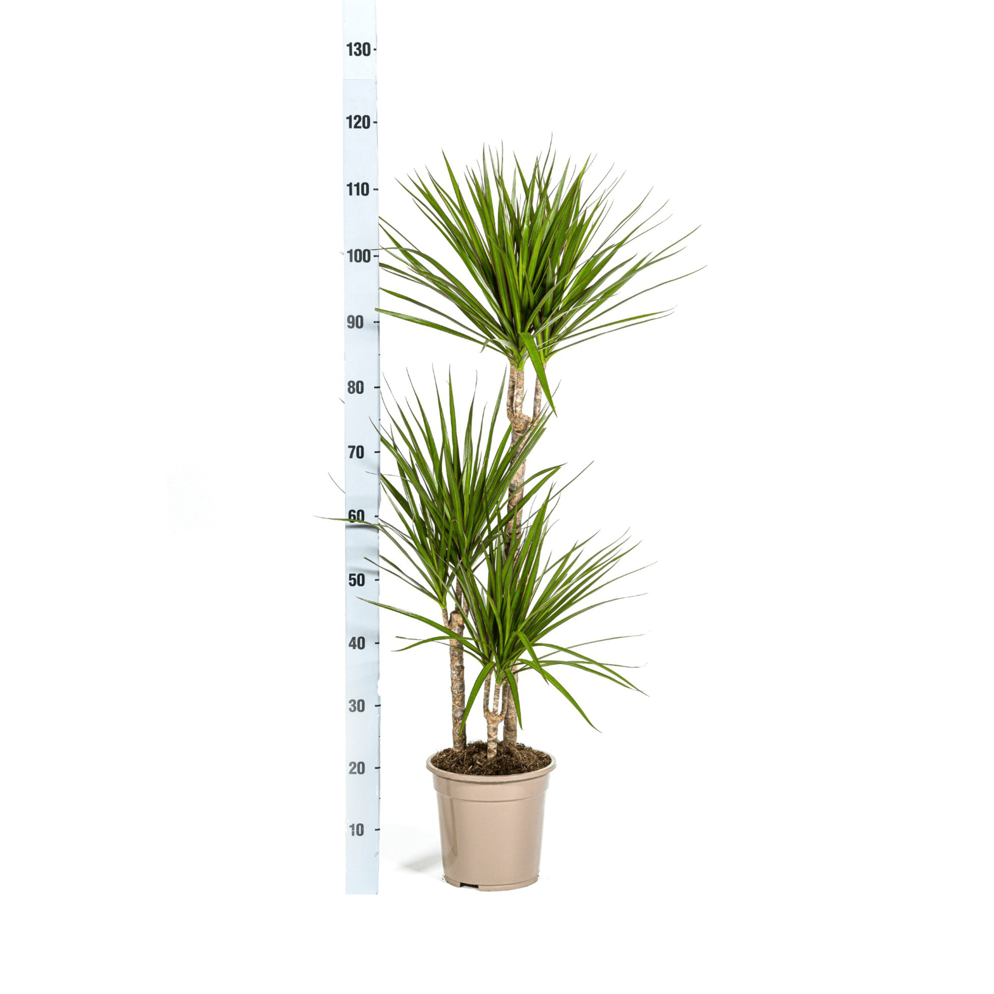 Dracaena Marginata Green inkl. Naturkorb – Höhe 110-130cm – Ø21cm – Elegante Zimmerpflanze mit schmalen grünen Blättern – Plant