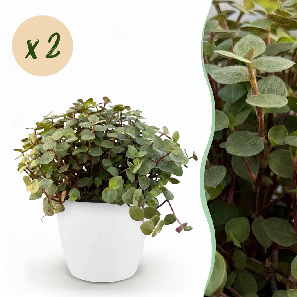 Calissia Repens Zimmerpflanze 2er Set mit weißem Topf Ø12cm Höhe 17-20cm Haustierfreundliche Grünpflanze pflegeleicht für Wohnzimmer Büro Schlafzimmer