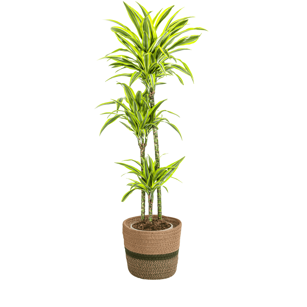 Dracaena Deremensis Lemon Lime inkl. Naturkorb – Höhe 130-150cm – Ø24cm – Zweifarbige Zimmerpflanze mit leuchtend grünen Blättern – Plant