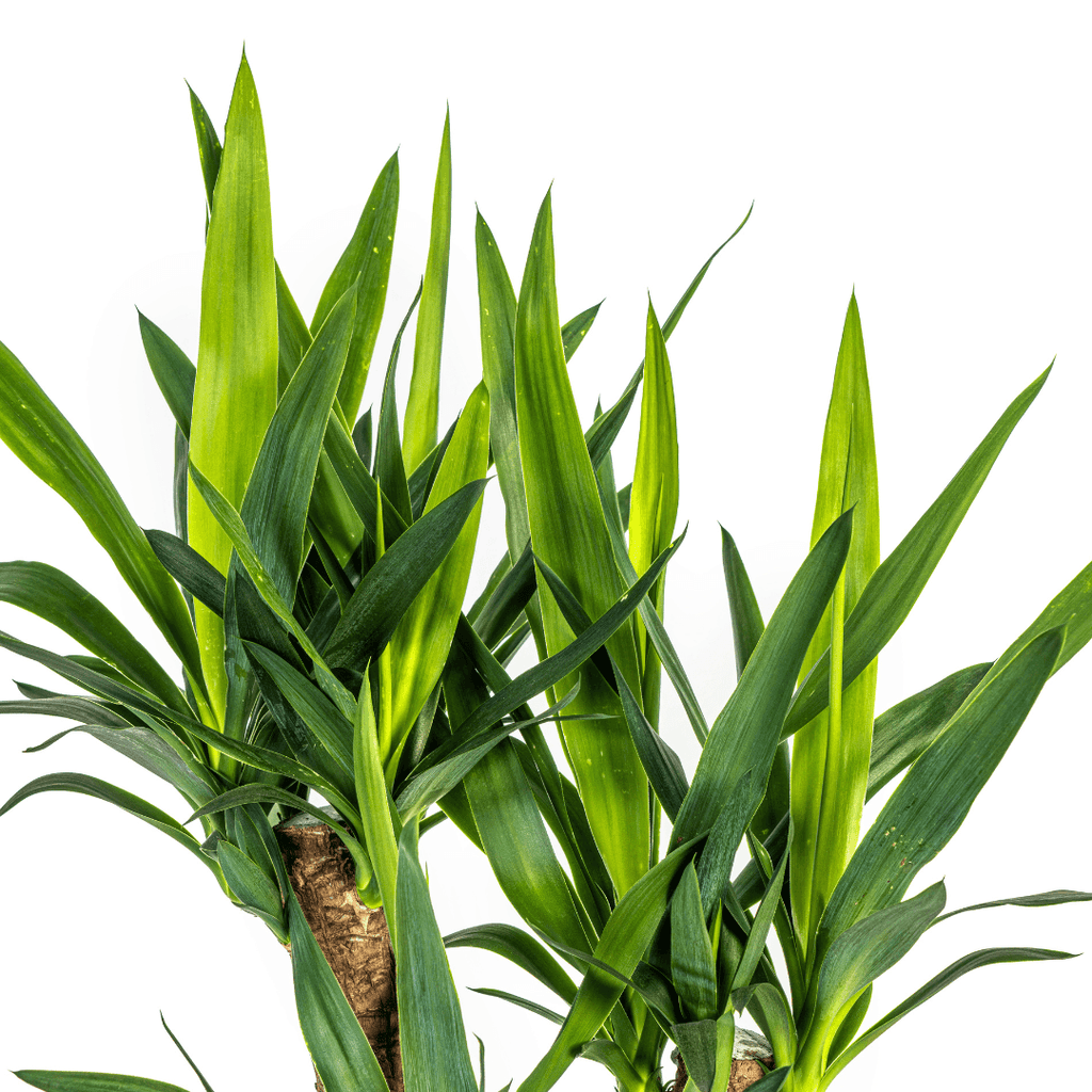 Yucca Elephantipes Verzweigt inkl. Naturkorb – Höhe 60-70cm – Ø21cm – Pflegeleichte Zimmerpalme mit robustem Stamm – Plant