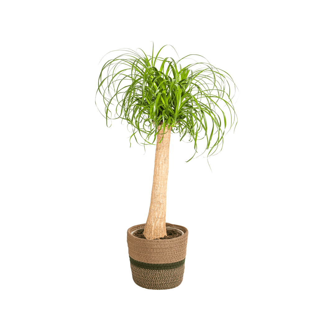 Beaucarnea Recurvata inkl. Naturkorb – Höhe 80-100cm – Ø24cm – Elefantenfuß Zimmerpflanze mit markantem Stamm
