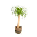 Beaucarnea Recurvata inkl. Naturkorb – Höhe 80-100cm – Ø24cm – Elefantenfuß Zimmerpflanze mit markantem Stamm