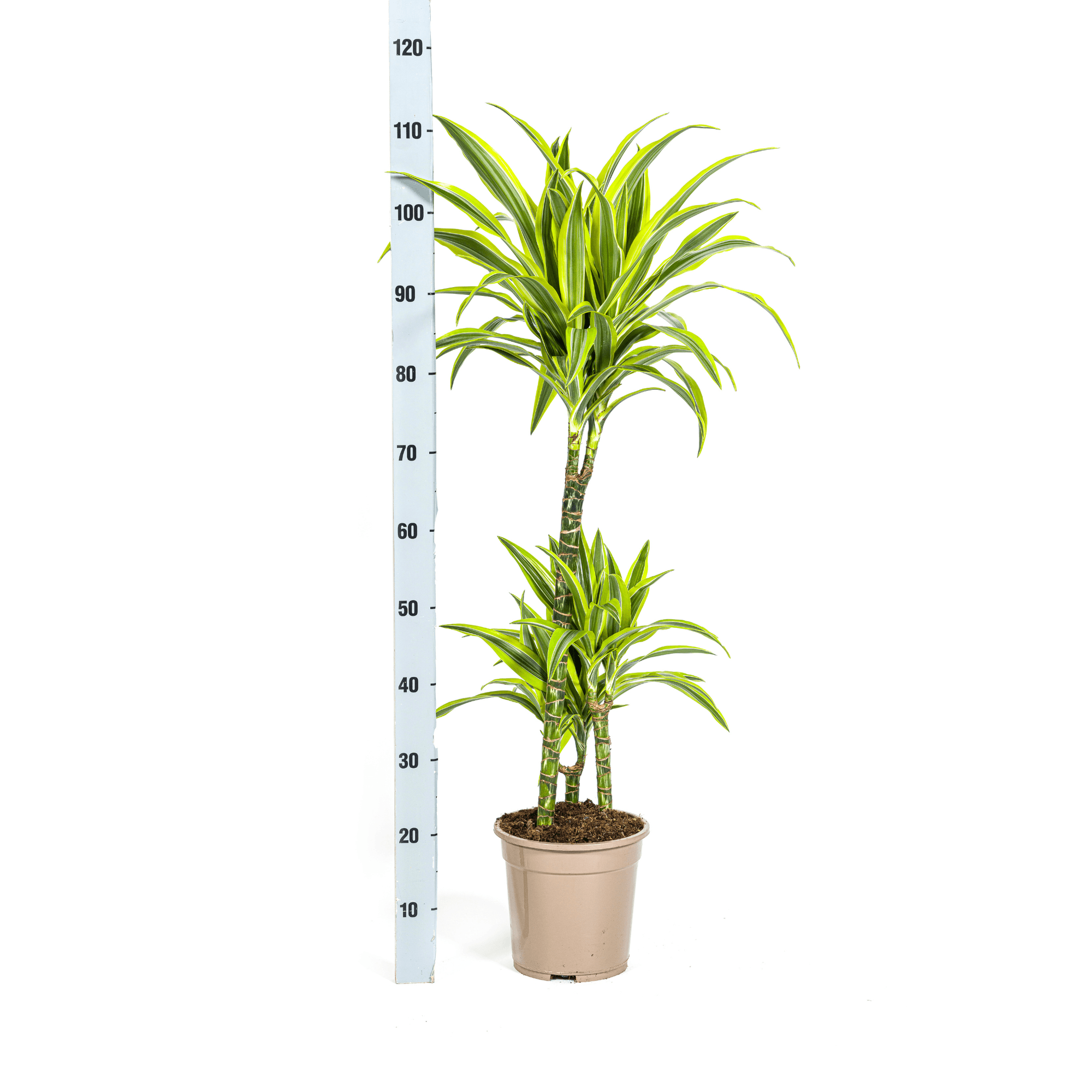 Dracaena Deremensis Lemon Lime inkl. Naturkorb – Höhe 90-110cm Ø21cm – Tropische Zimmerpflanze mit zweifarbigem Blattwerk – Ideal für Zuhause & Büro – Plant
