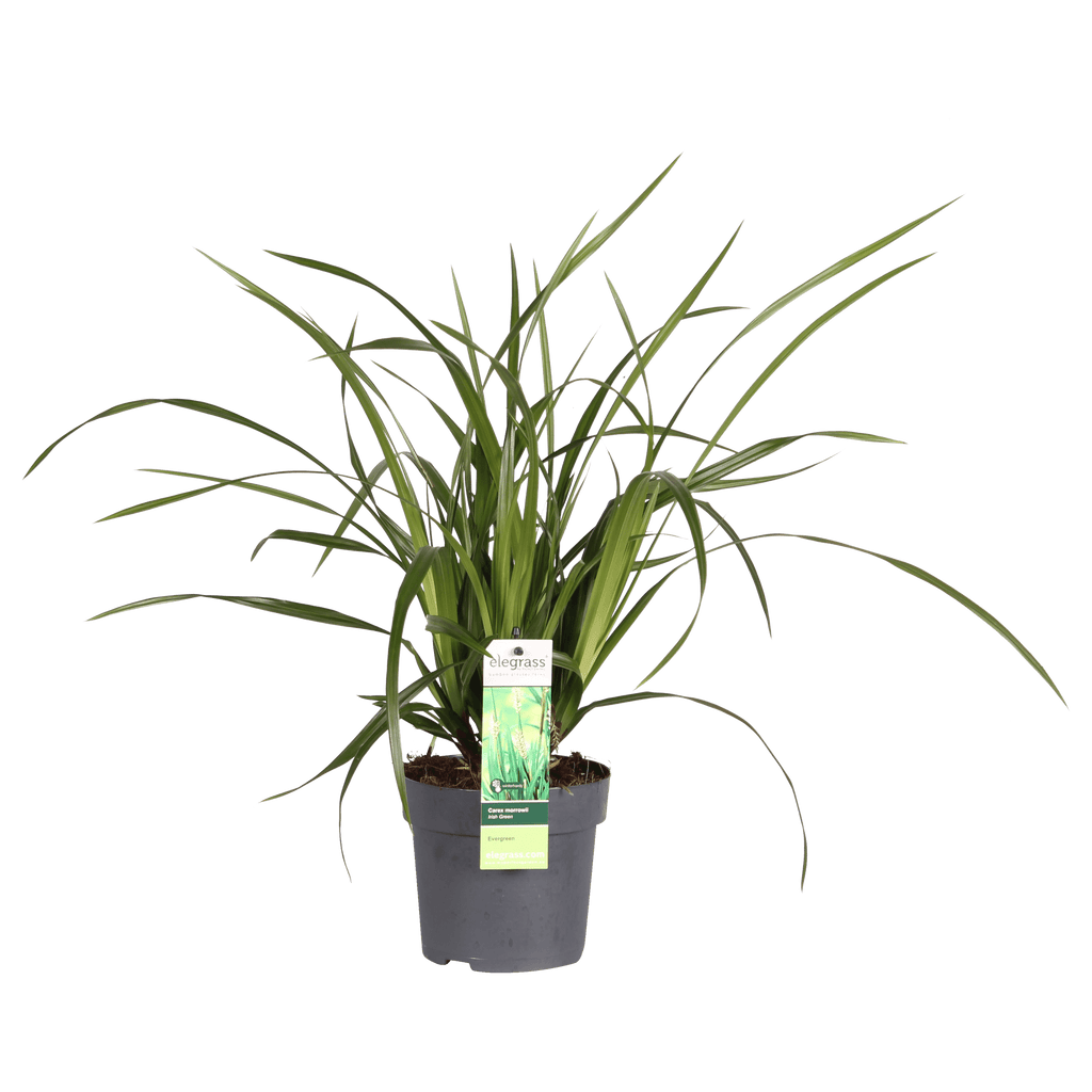Carex morrowii 'Irish Green' – Immergrünes Ziergras – Ø19cm ↕40cm – Robuste Gartenpflanze für Sonne & Schatten – Plant