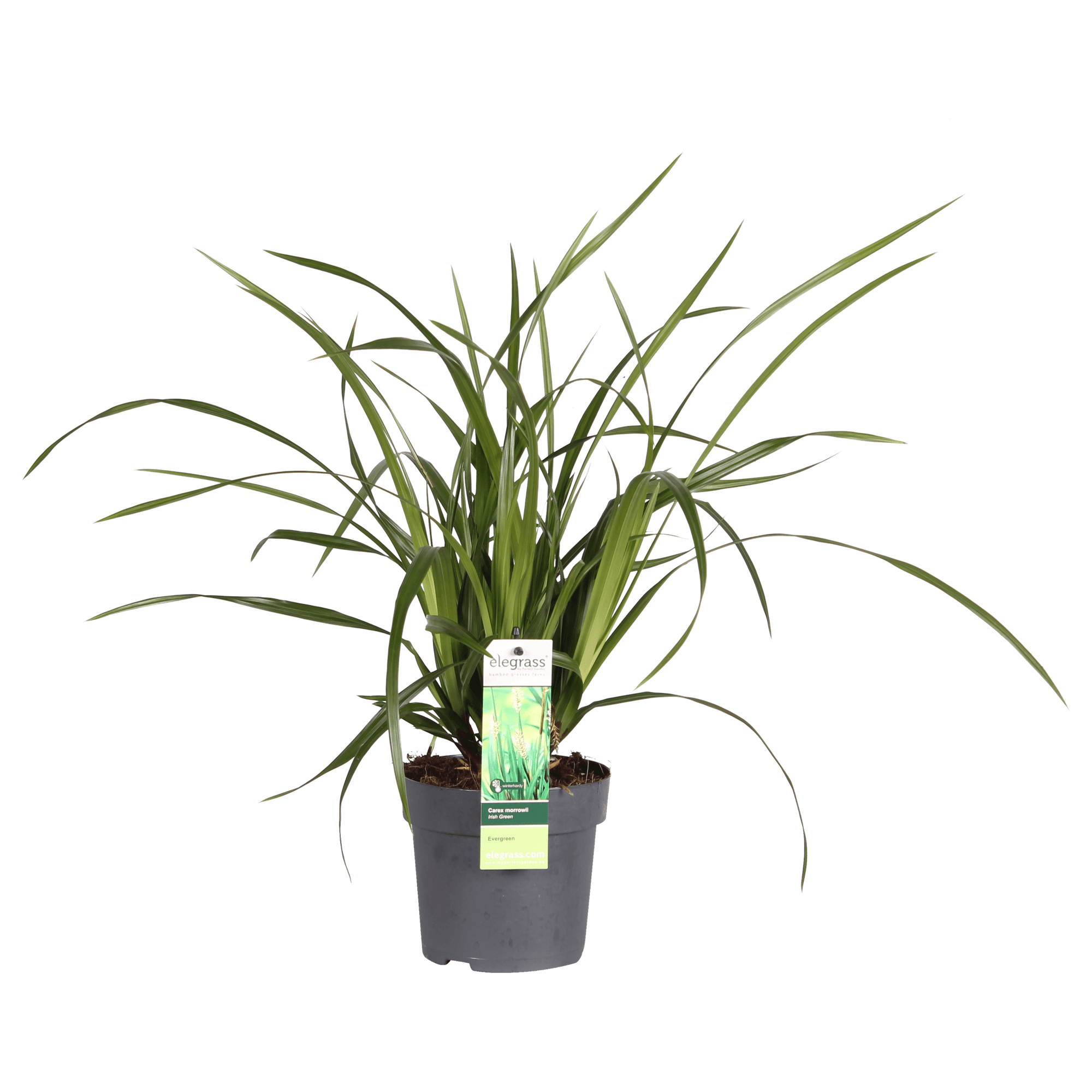 Carex morrowii 'Irish Green' – Immergrünes Ziergras – Ø19cm ↕40cm – Robuste Gartenpflanze für Sonne & Schatten – Plant