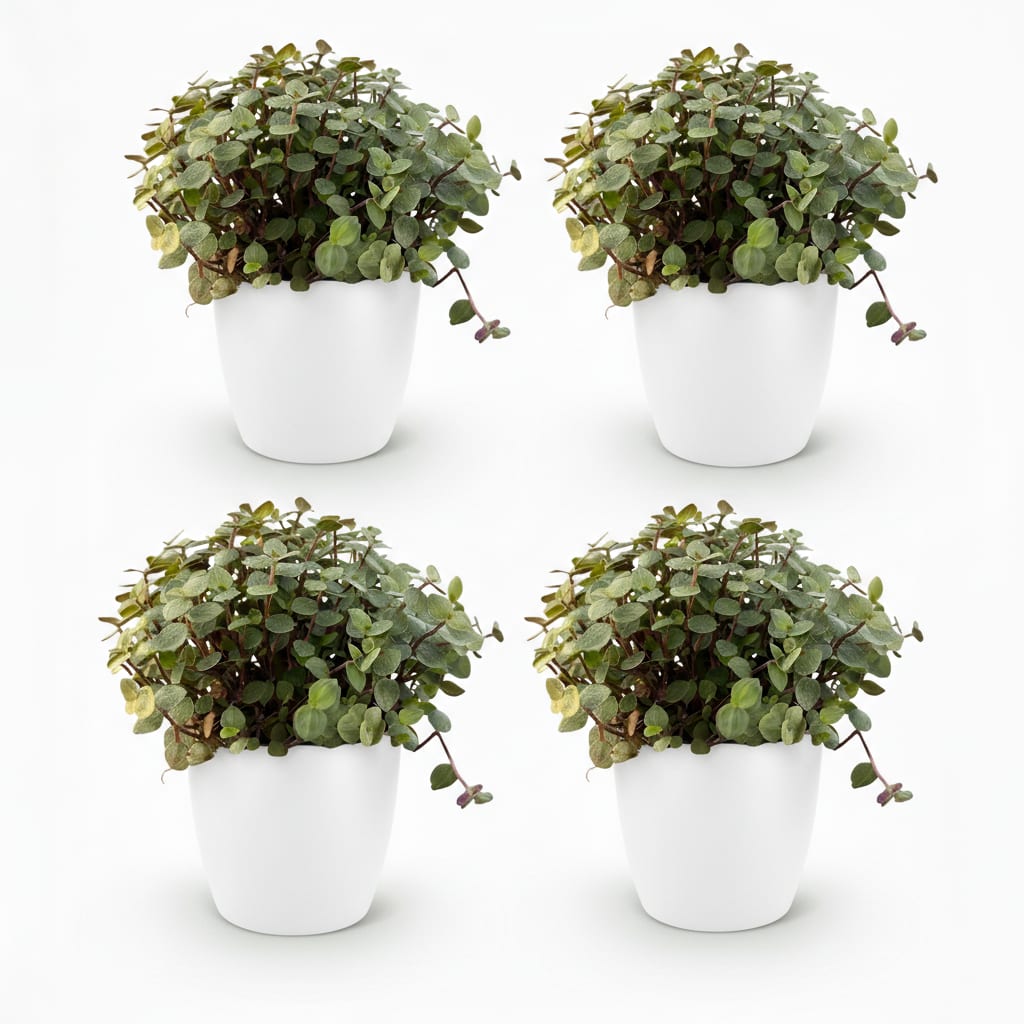 Calissia Repens Zimmerpflanze 2er Set mit weißem Topf Ø12cm Höhe 17-20cm Haustierfreundliche Grünpflanze pflegeleicht für Wohnzimmer Büro Schlafzimmer