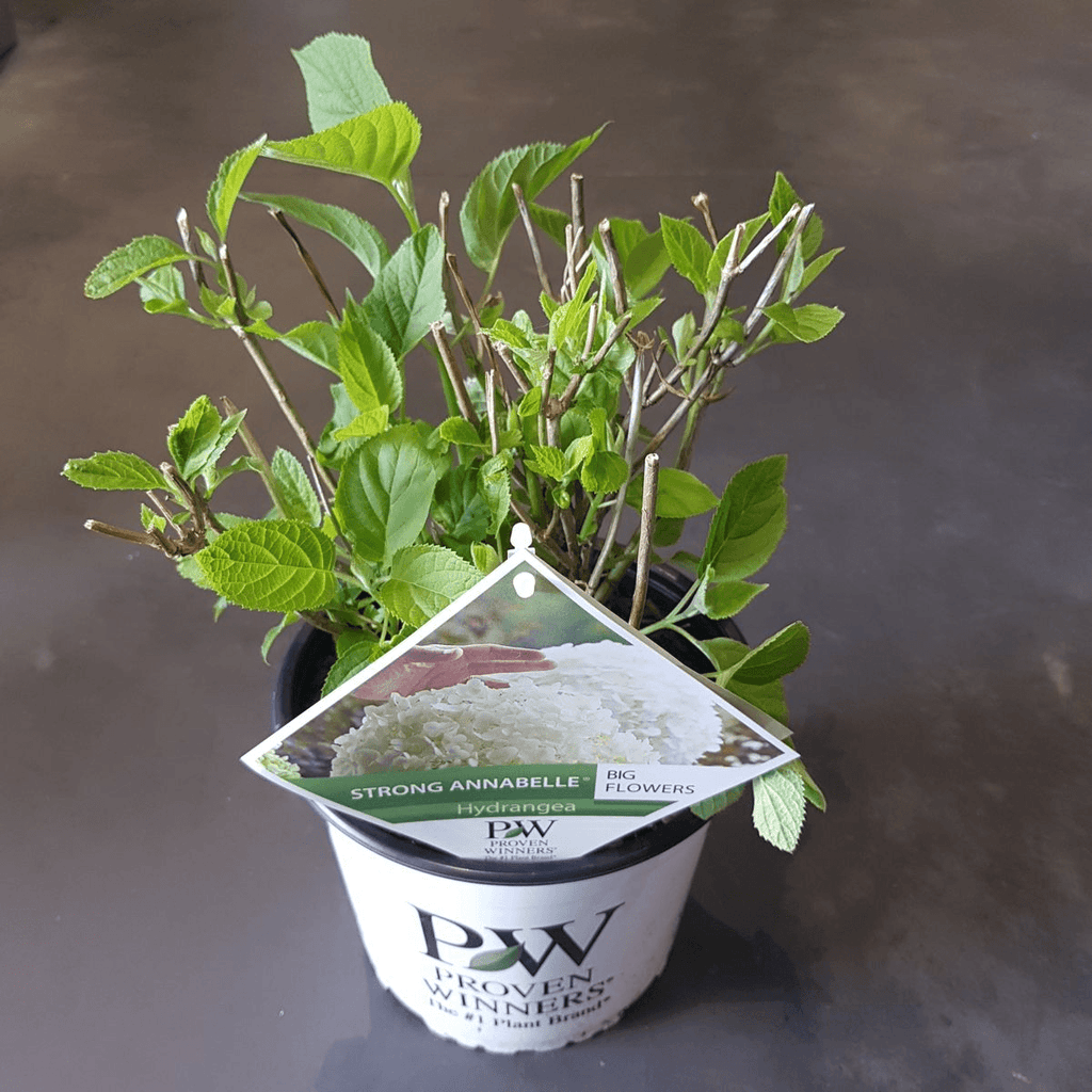 Hortensie – Hydrangea arborescens 'Strong Annabelle' – Ø19cm ↕30cm – Winterharte Gartenpflanze mit großen weißen Blüten – Plant