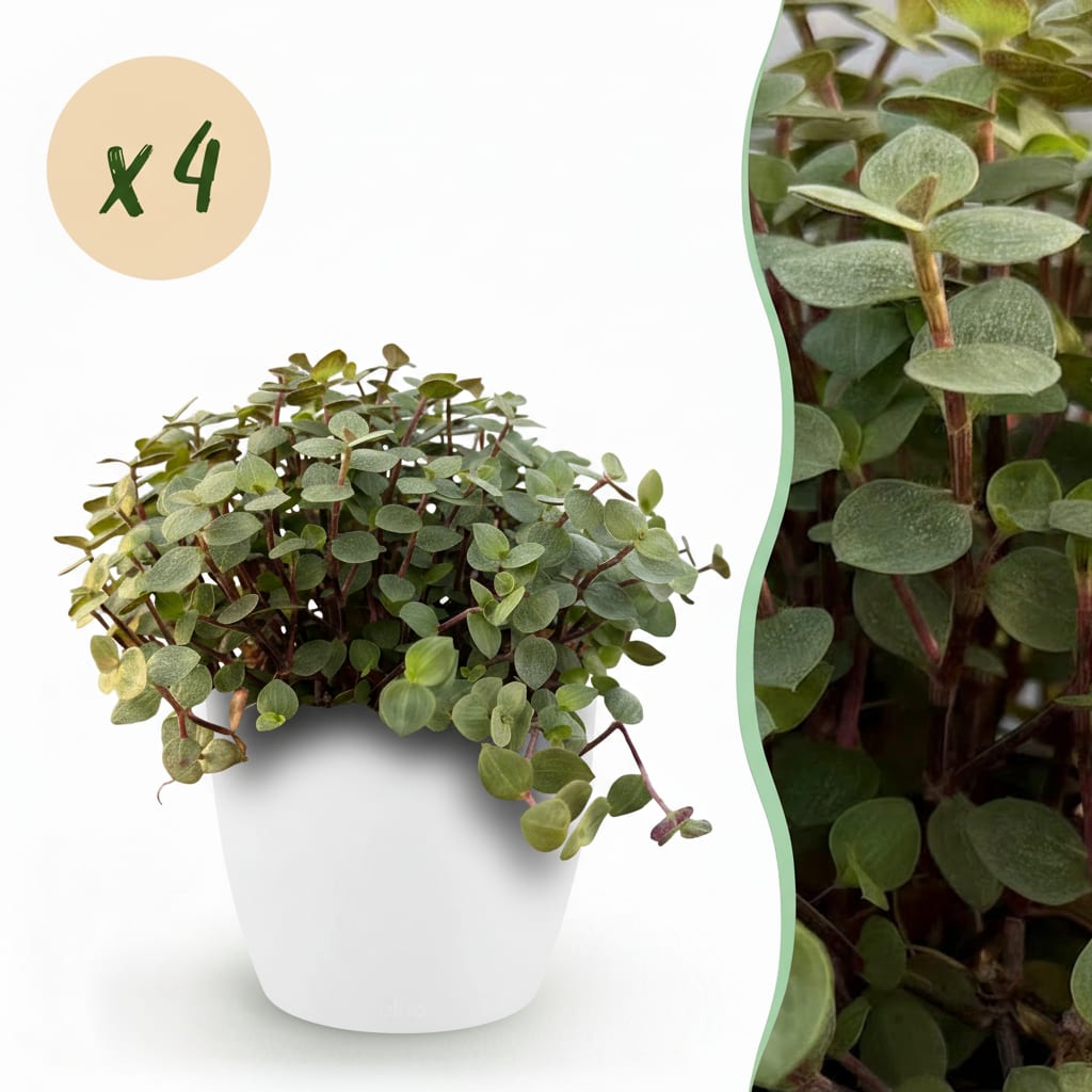 Calissia Repens Zimmerpflanze 2er Set mit weißem Topf Ø12cm Höhe 17-20cm Haustierfreundliche Grünpflanze pflegeleicht für Wohnzimmer Büro Schlafzimmer