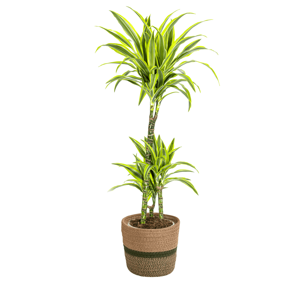 Dracaena Deremensis Lemon Lime inkl. Naturkorb – Höhe 90-110cm Ø21cm – Tropische Zimmerpflanze mit zweifarbigem Blattwerk – Ideal für Zuhause & Büro – Plant