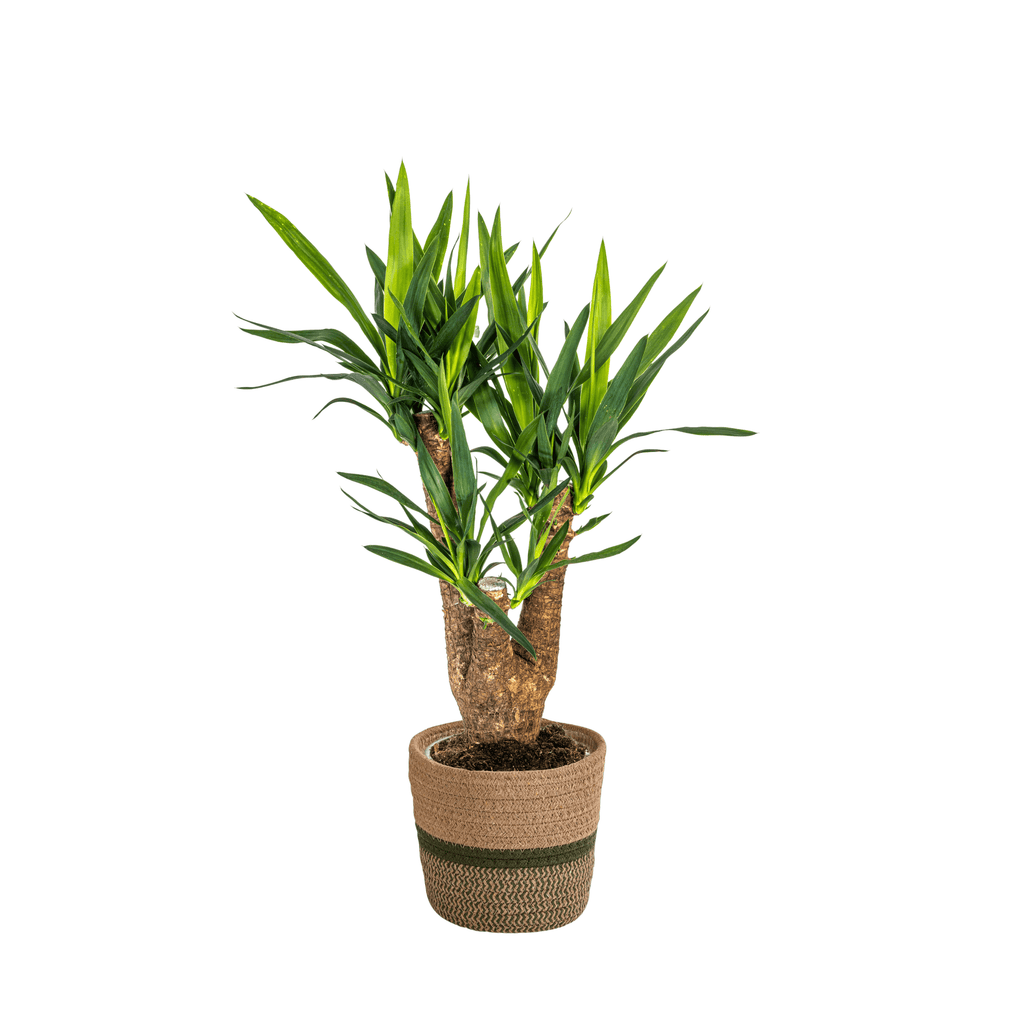 Yucca Elephantipes Verzweigt inkl. Naturkorb – Höhe 60-70cm – Ø21cm – Pflegeleichte Zimmerpalme mit robustem Stamm – Plant