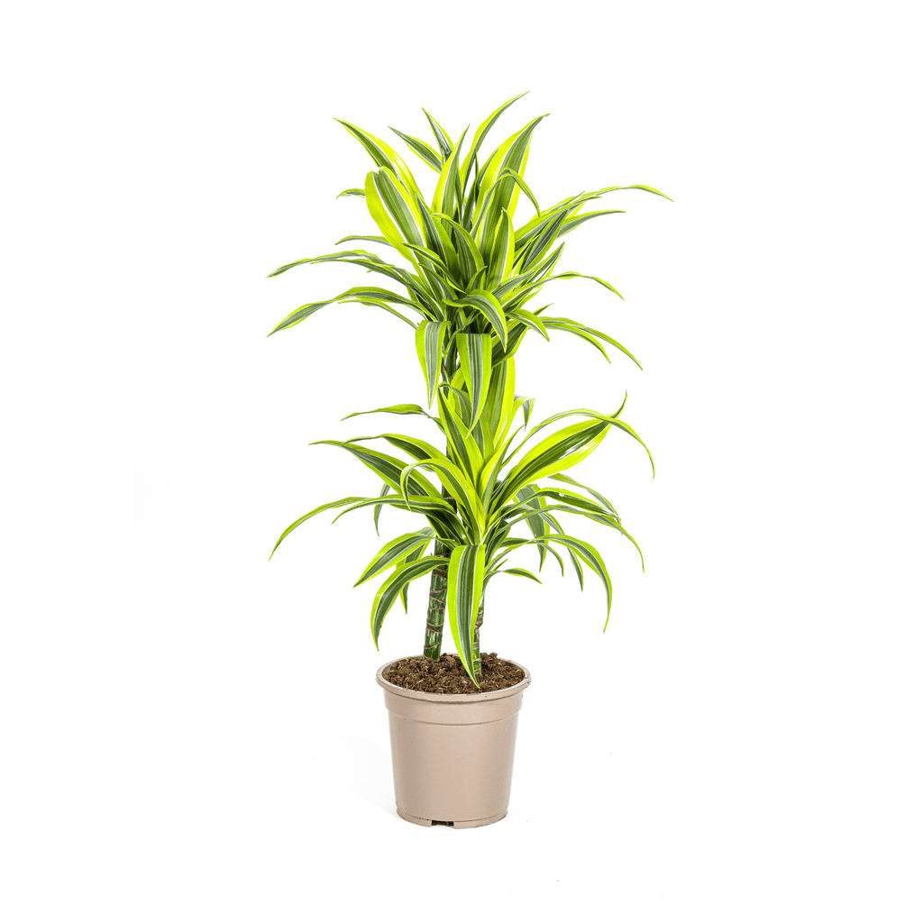 Drachenbaum Dracaena Deremensis Lemon Lime – Zimmerpflanze – Ø19cm – 70-90cm hoch – Lebendige grüne Blätter mit hellgrünem Rand – Plant