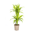 Drachenbaum Dracaena Deremensis Lemon Lime – Zimmerpflanze – Ø19cm – 70-90cm hoch – Lebendige grüne Blätter mit hellgrünem Rand – Plant