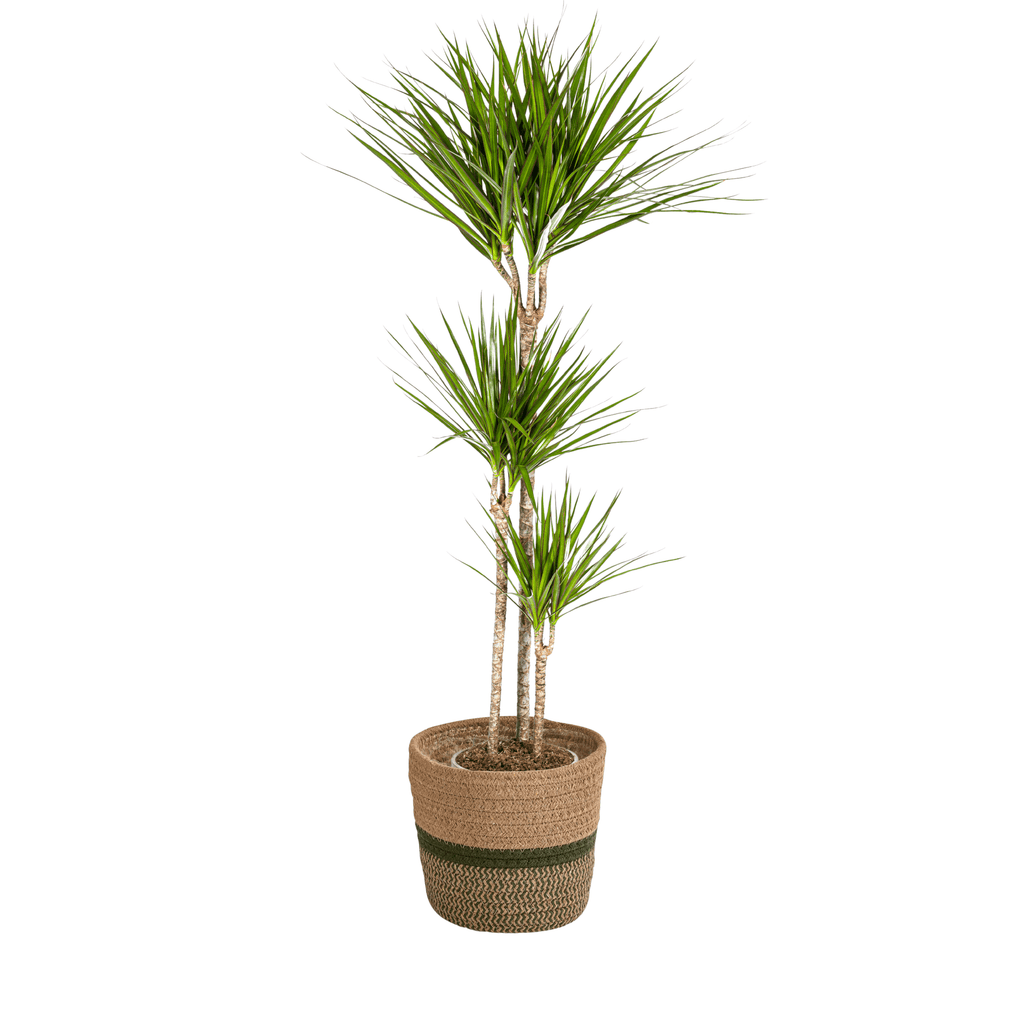 Dracaena Marginata Green inkl. Naturkorb – Höhe 130-150cm – Ø24cm – Elegante Zimmerpflanze mit schmalen, grünen Blättern – Plant