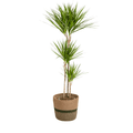 Dracaena Marginata Green inkl. Naturkorb – Höhe 130-150cm – Ø24cm – Elegante Zimmerpflanze mit schmalen, grünen Blättern – Plant