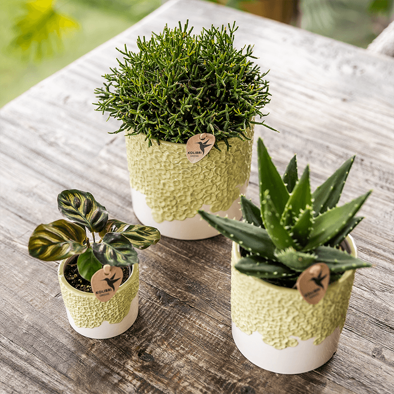 Ziertopf Bloom Green – Dekorativer Blumentopf Ø12cm – Übertopf mit Blütenstruktur – Design Pflanztopf in Grün für Zimmerpflanzen Kräuter & Deko – Pot