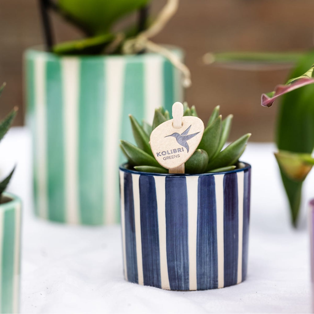 Set mit Orchidee Lima & Sukkulenten – In Keramiktöpfen Ø9cm & Ø6cm – Blühende Zimmerpflanze mit Sukkulenten – Dekoratives Pflanzenset – Plant