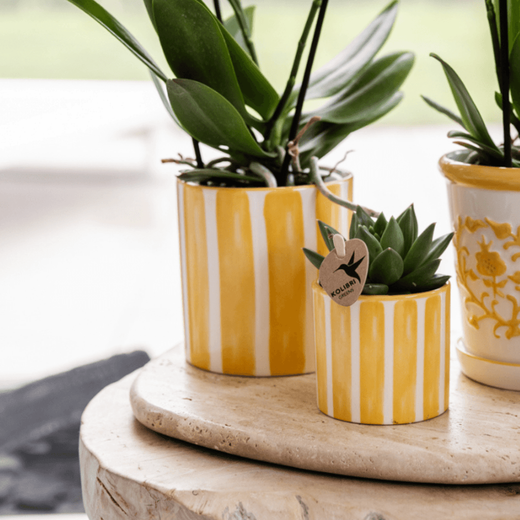 Mediterranean Sunset Geschenkset – Pflanzenset mit weißer Orchidee Lausanne & 2 Sukkulenten – In gelben Ziertöpfen & Korbtablett – Plant