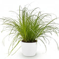 Cyperus Alternifolius Zumula Katzengras – Zimmerpflanze im weißen Topf Ø12cm Höhe20cm – Haustierfreundliche Grünpflanze – Pflegeleicht