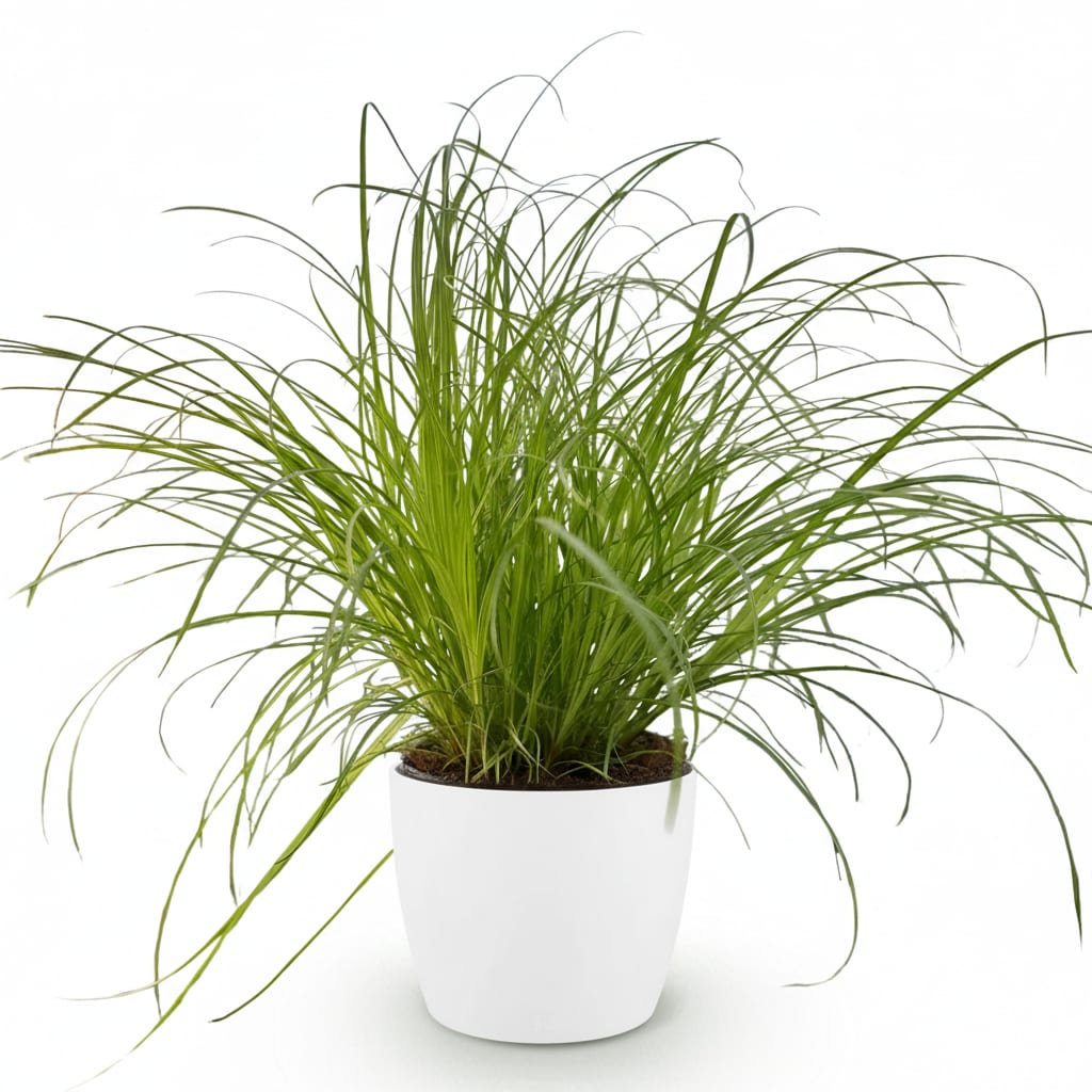 Cyperus Alternifolius Zumula Katzengras – Zimmerpflanze im weißen Topf Ø12cm Höhe20cm – Haustierfreundliche Grünpflanze – Pflegeleicht